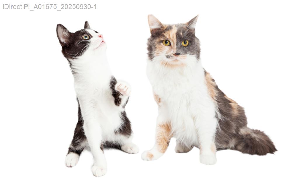 選便宜貓抓板必看：3大實用攻略分享！